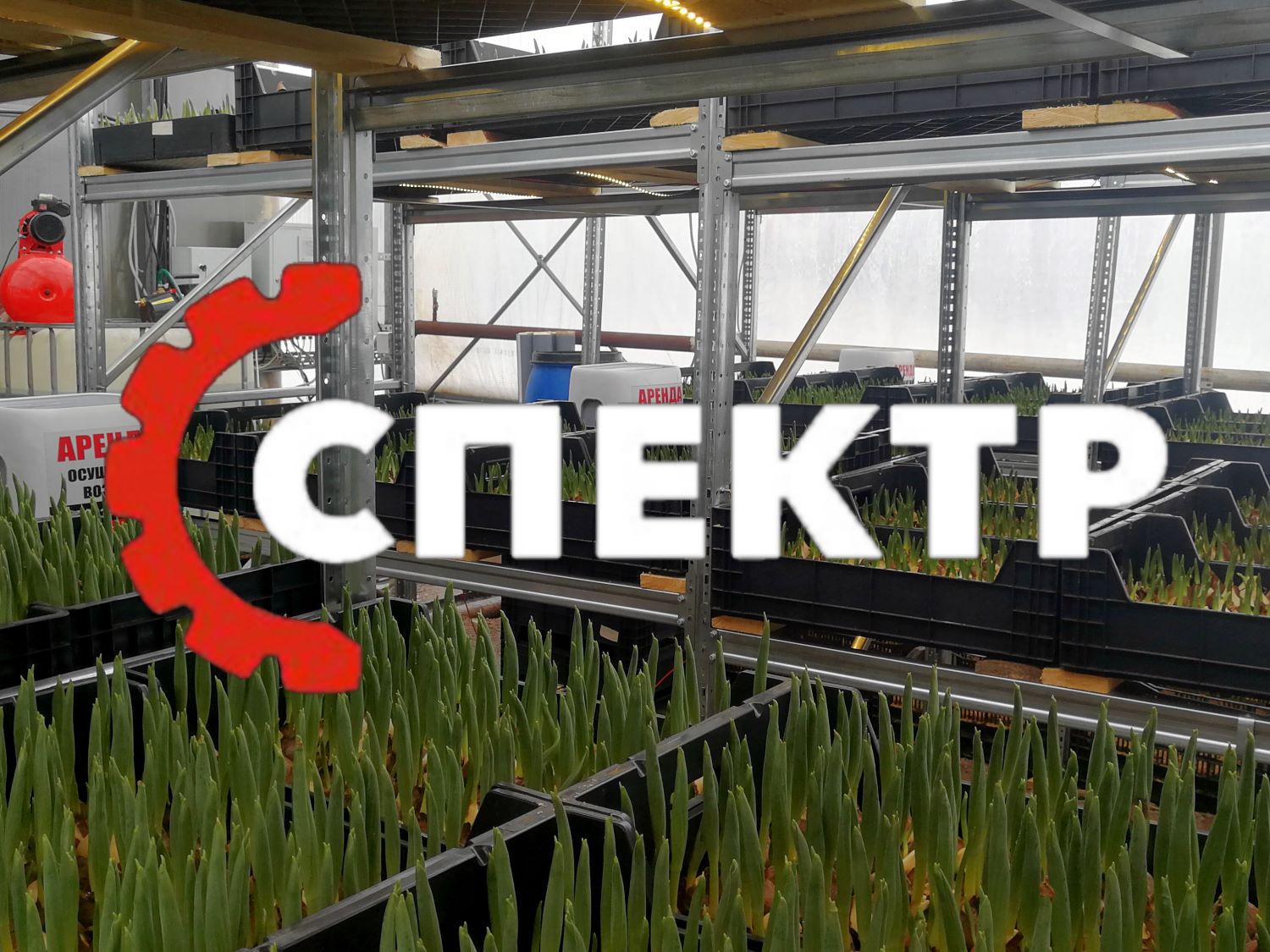 Контроль влажности в теплицах для рассады тюльпанов и клубники